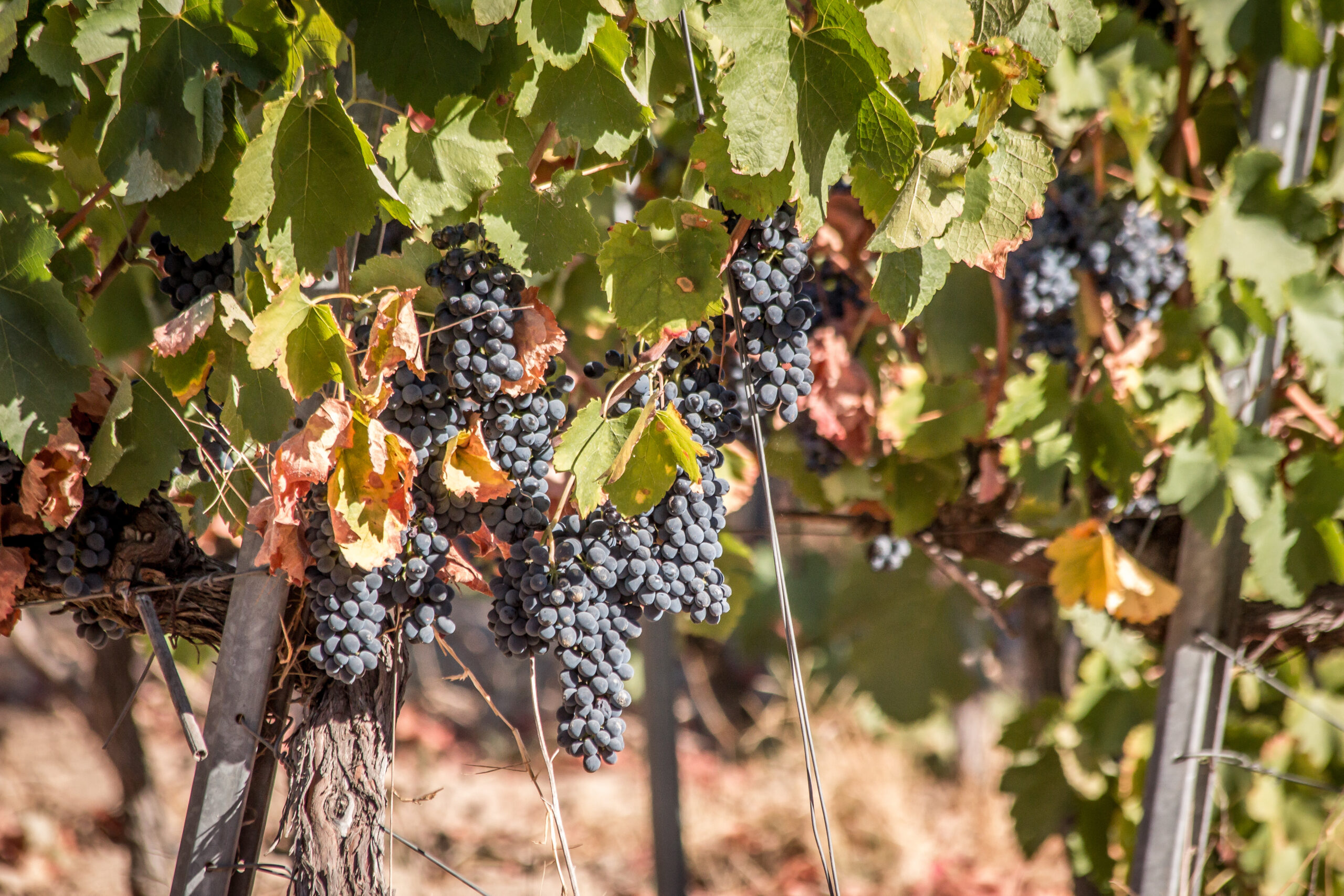 vignes vendanges