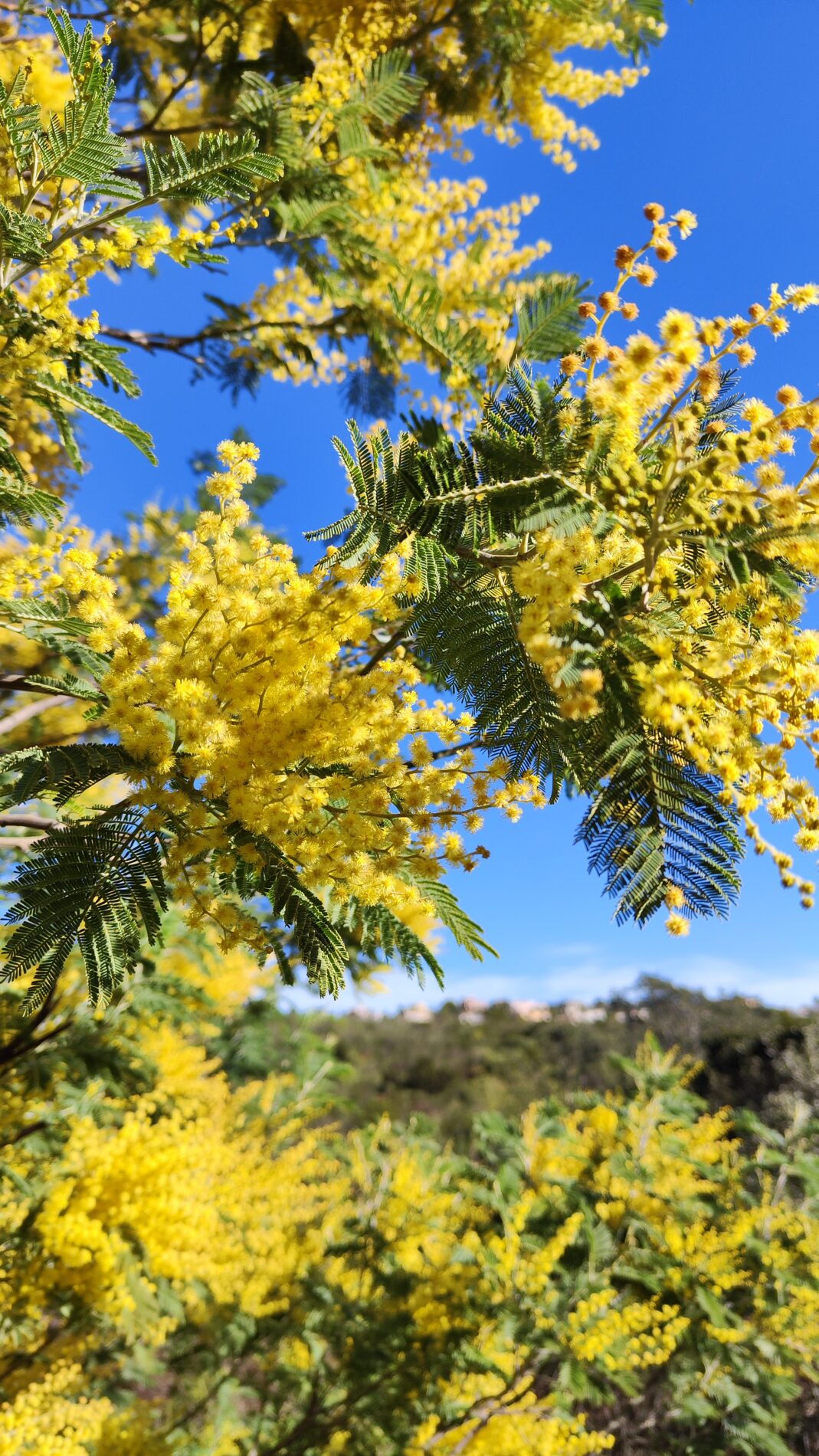 mimosa aux Issambres