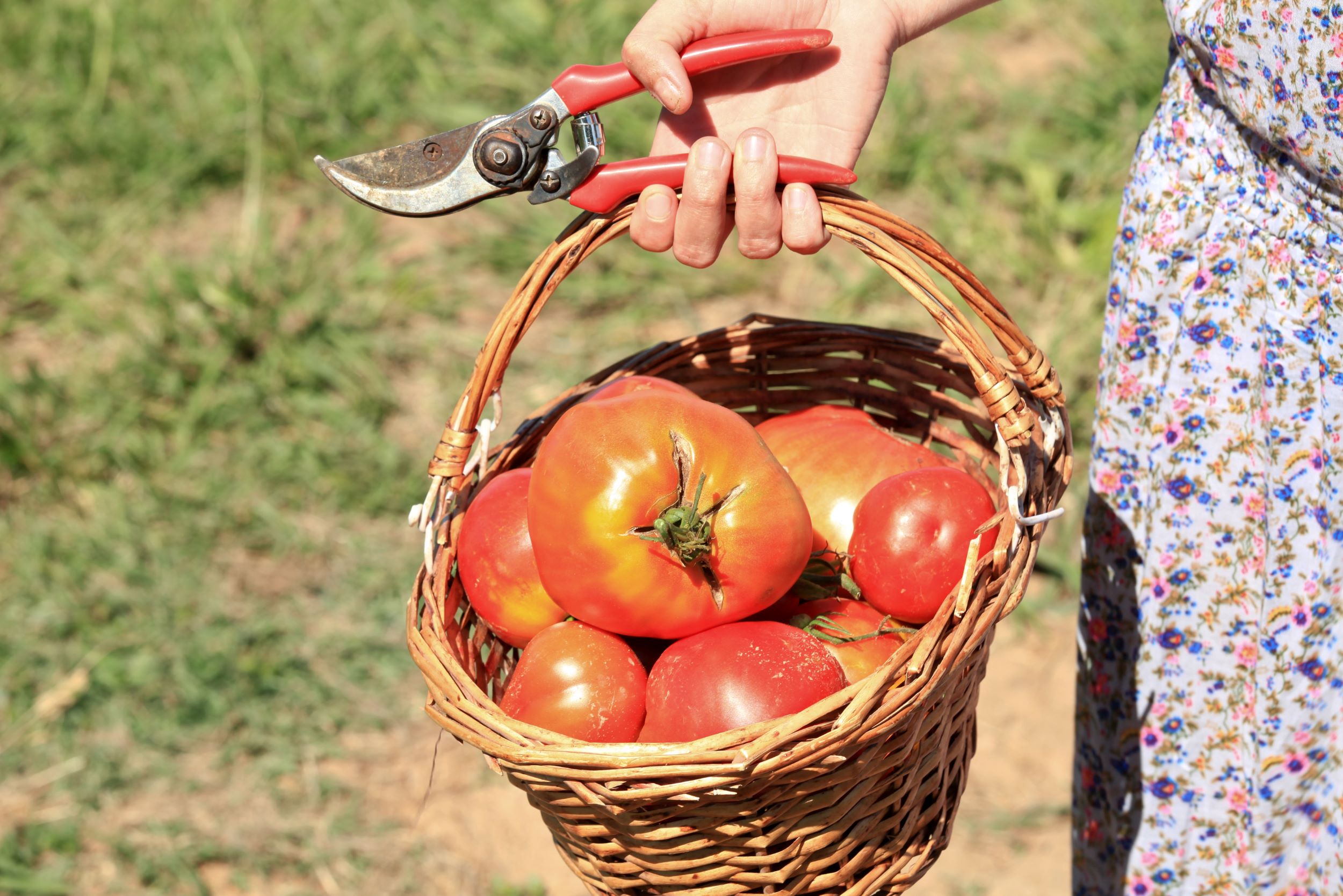 tomates maraîchage Roquebrune