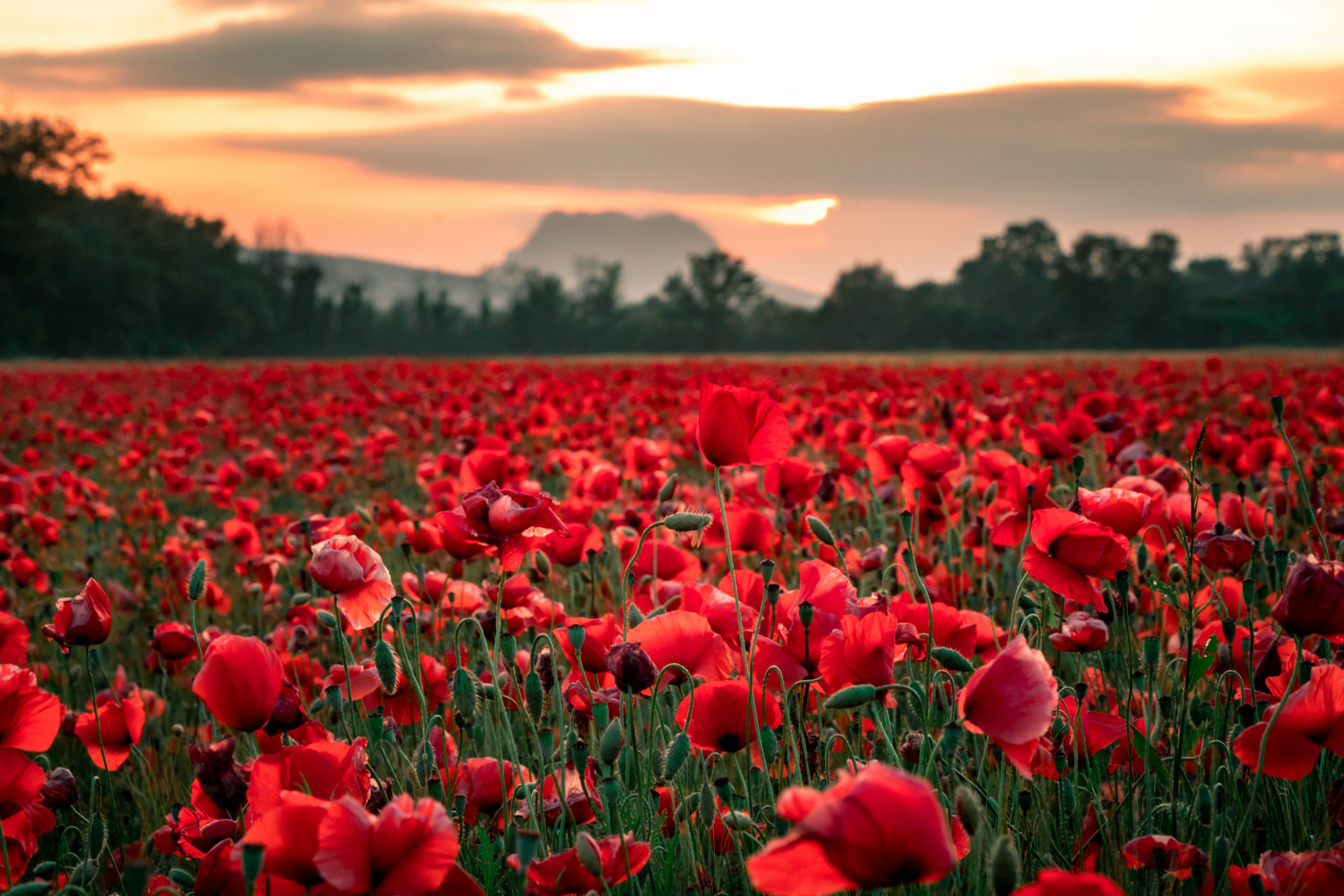 coquelicots et rocher