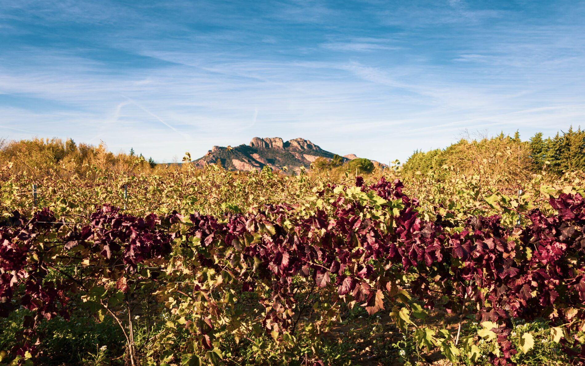 vignes automne 
