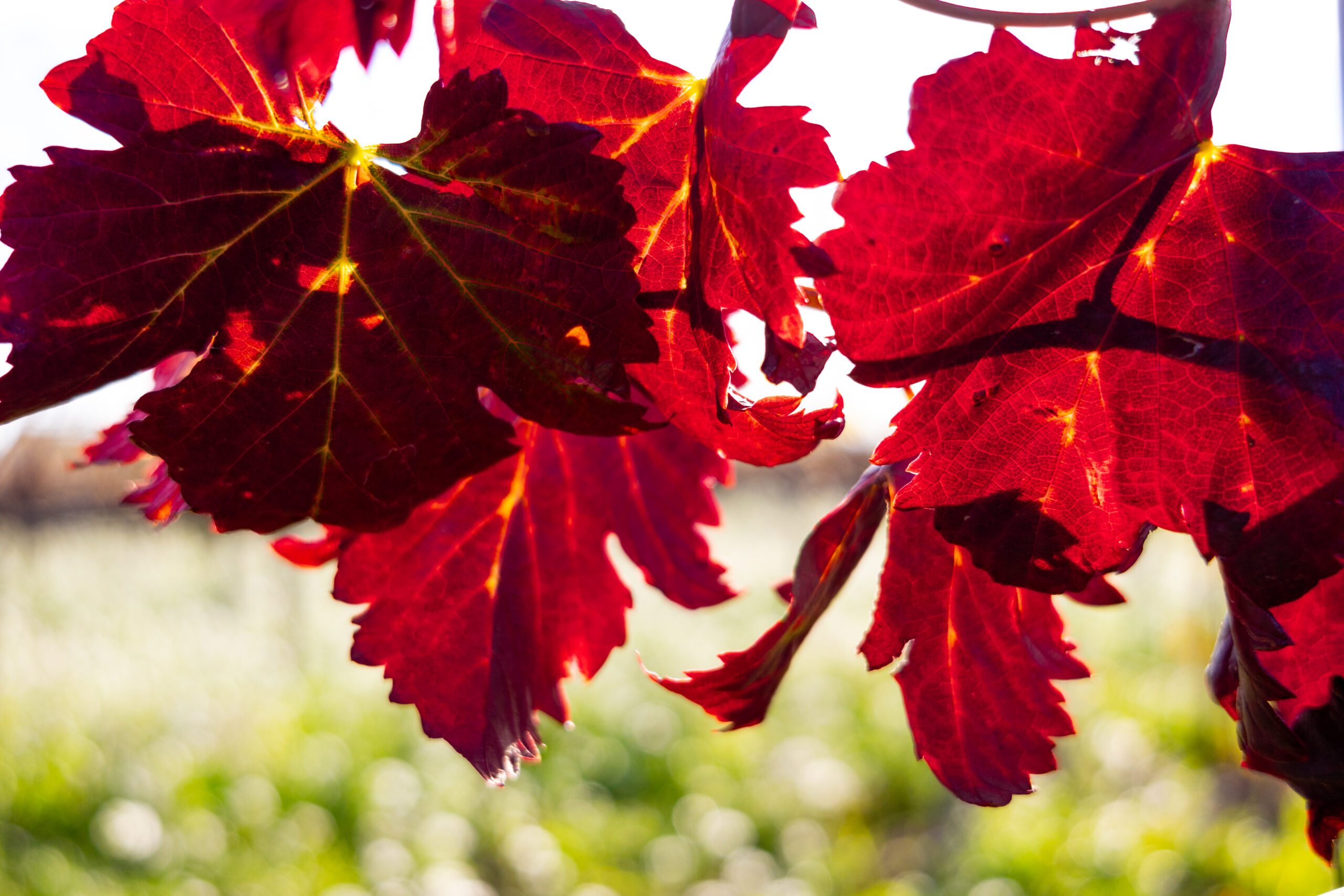 vignes automne