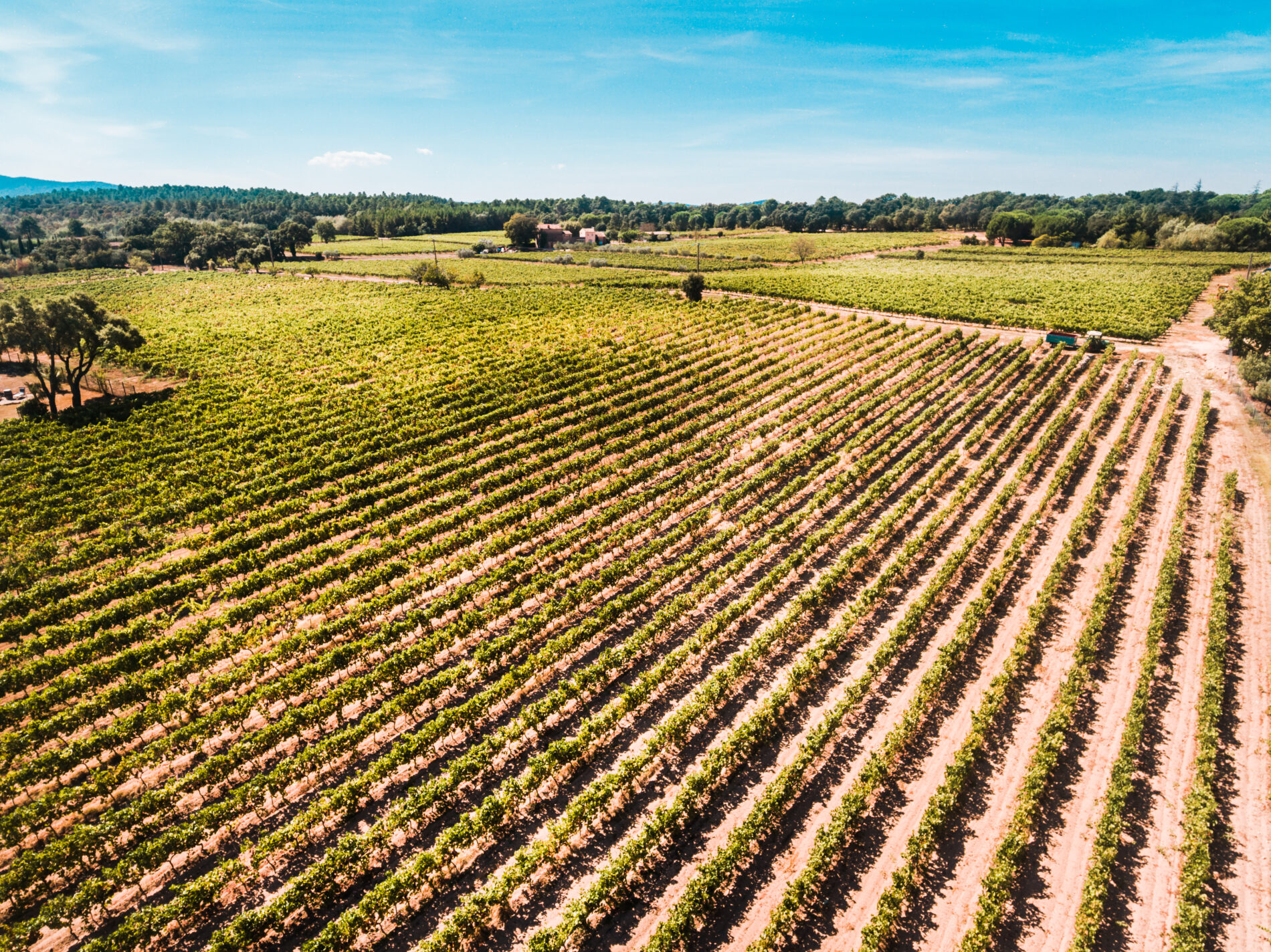 les vignes et les vins roquebrunois