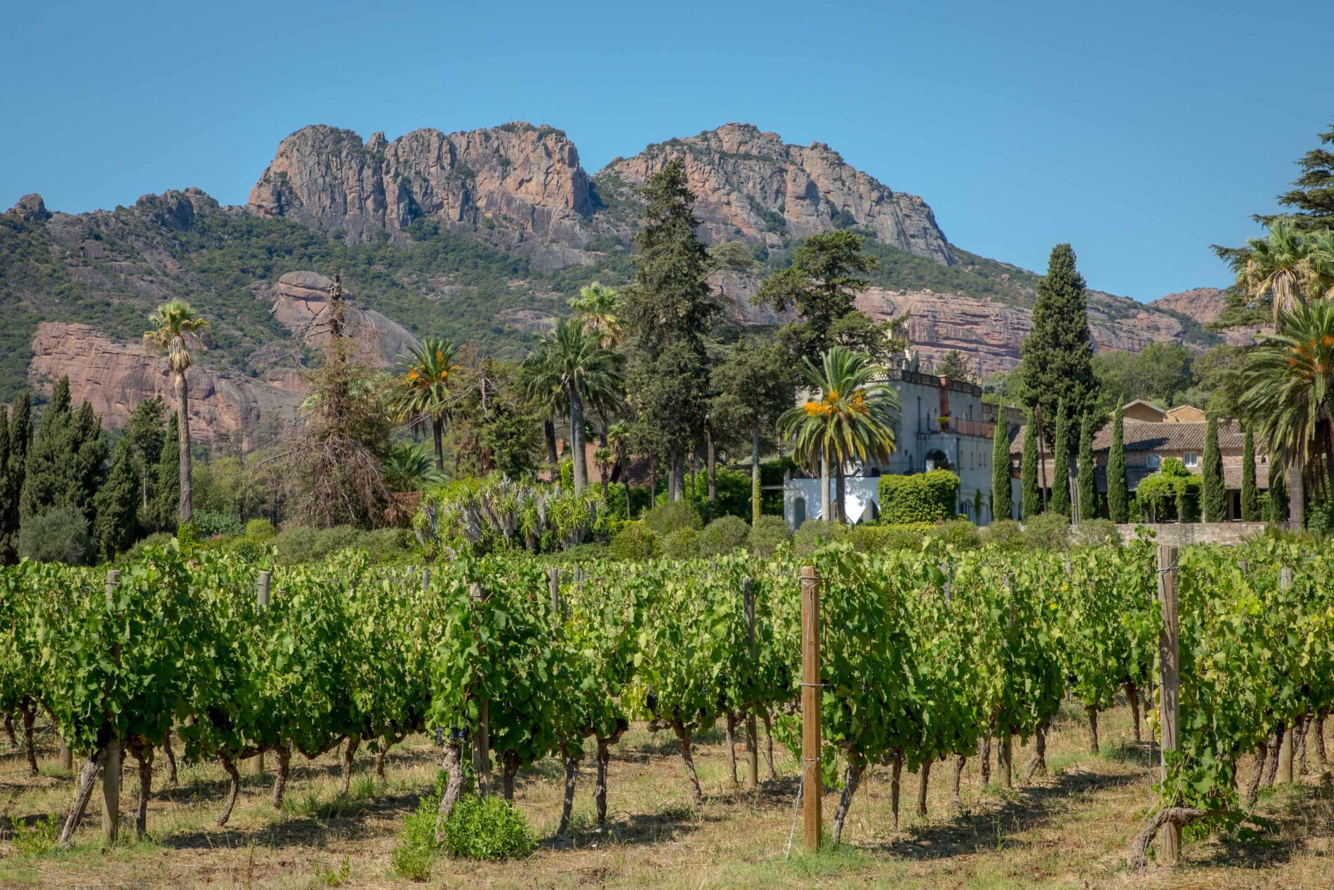 vigne domaine de palayson