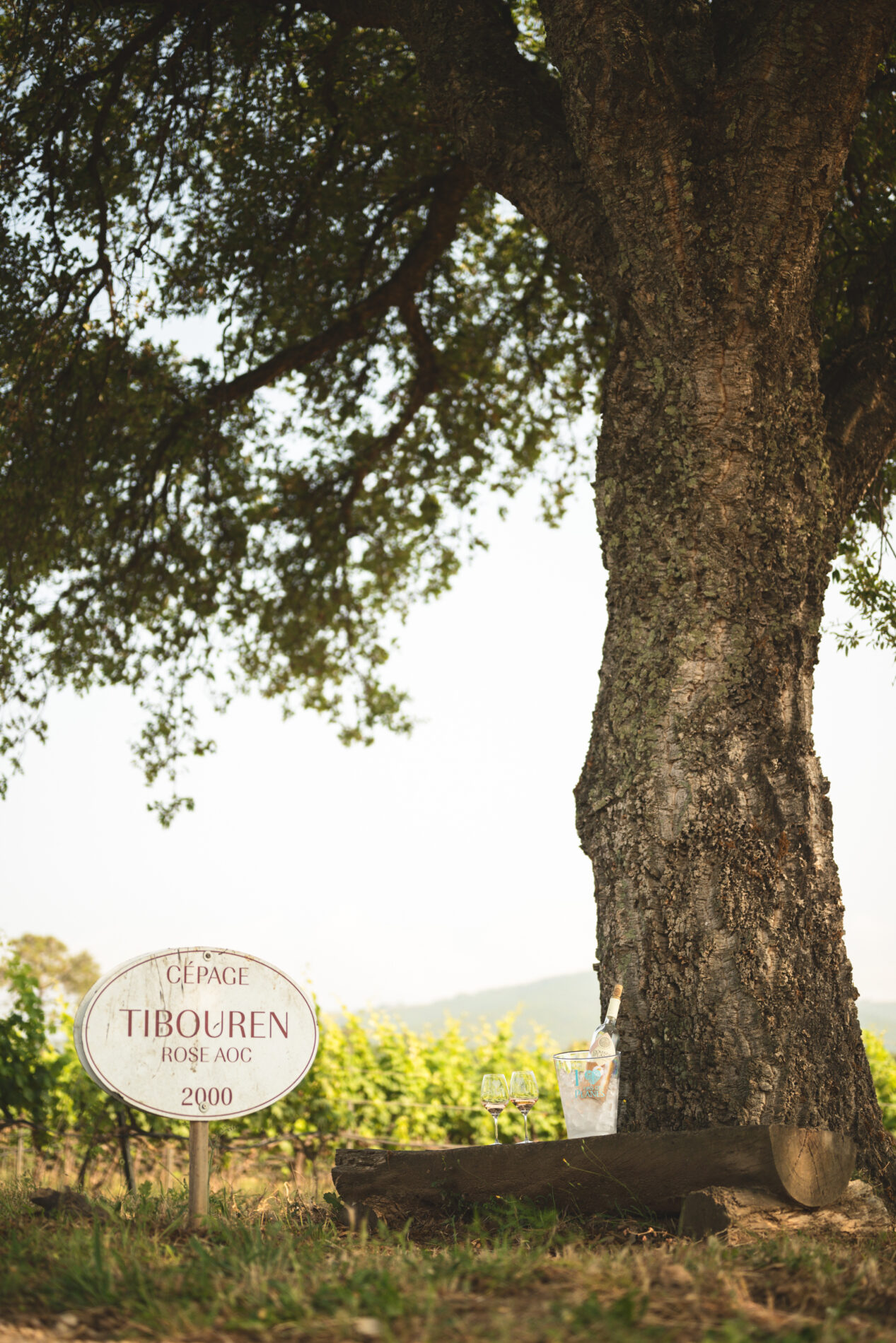 vignes domaine des planes