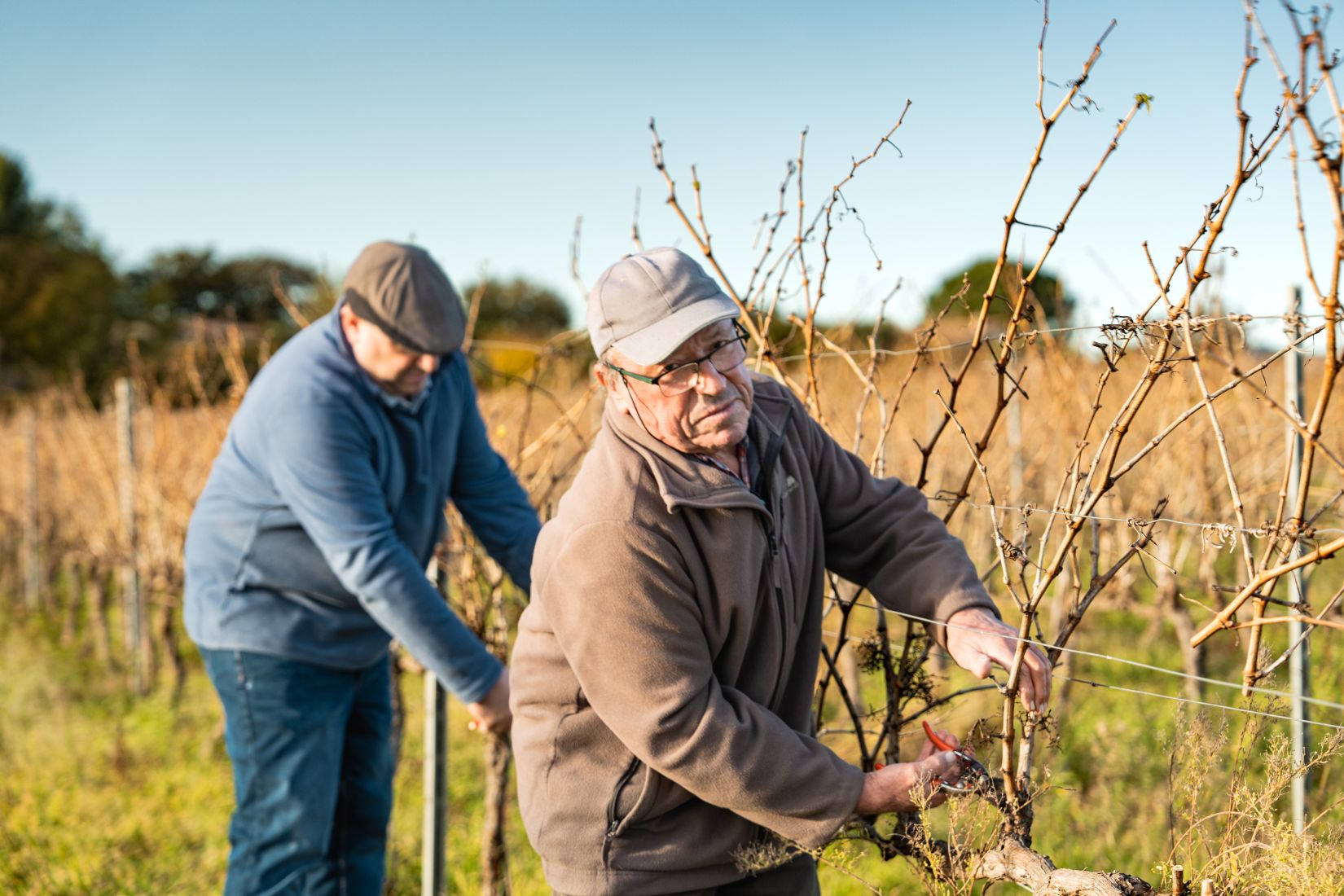 taille de la vigne en famille