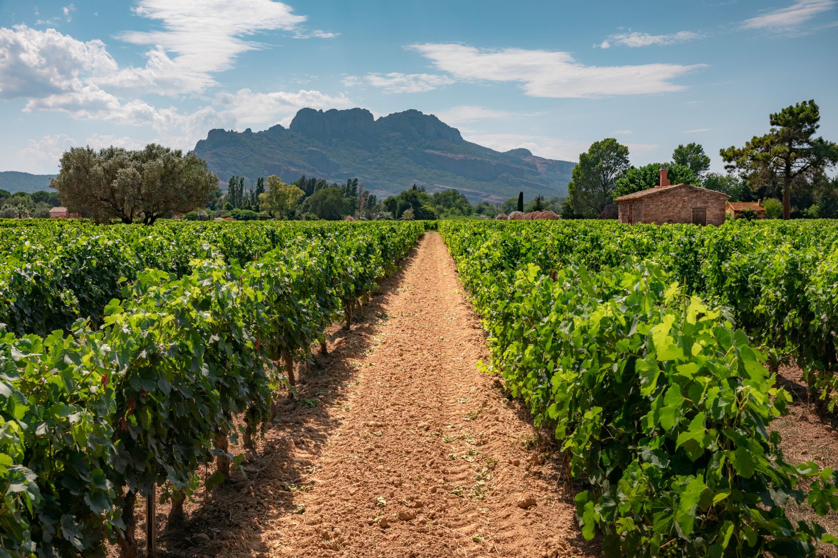 vignes avec le rocher de Roquebrune
