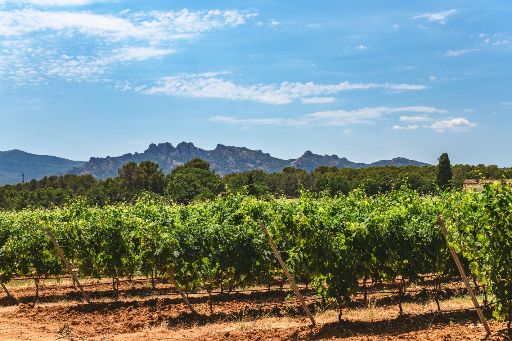 vignes du domaine et de marchandise et en fond le rocher