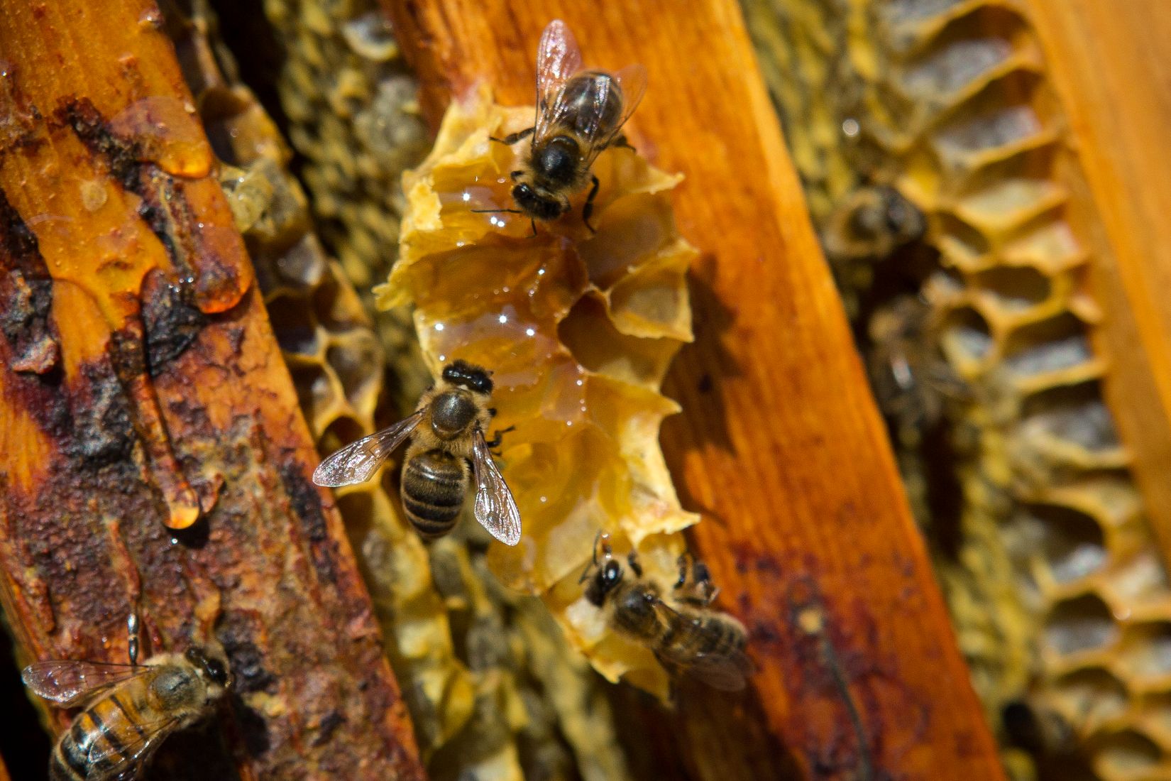 deux abeilles sur la ruche