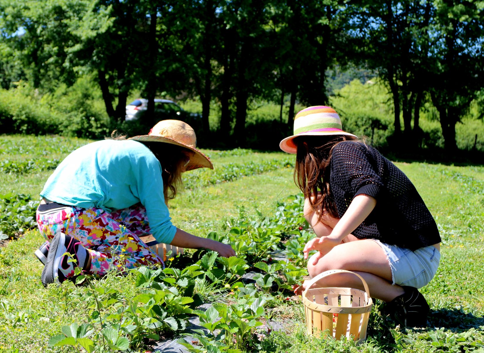 deux enfants qui cueillent des fraises