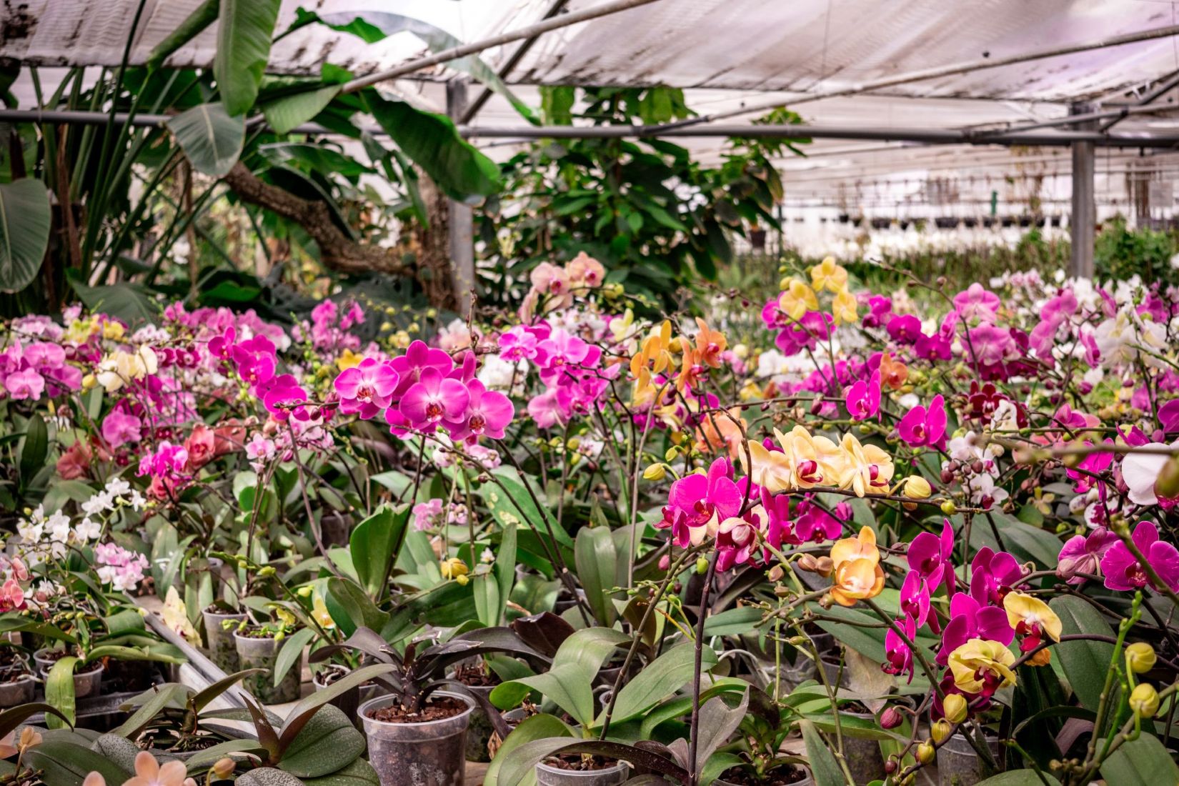 une serre d'orchidées de toutes les couleurs