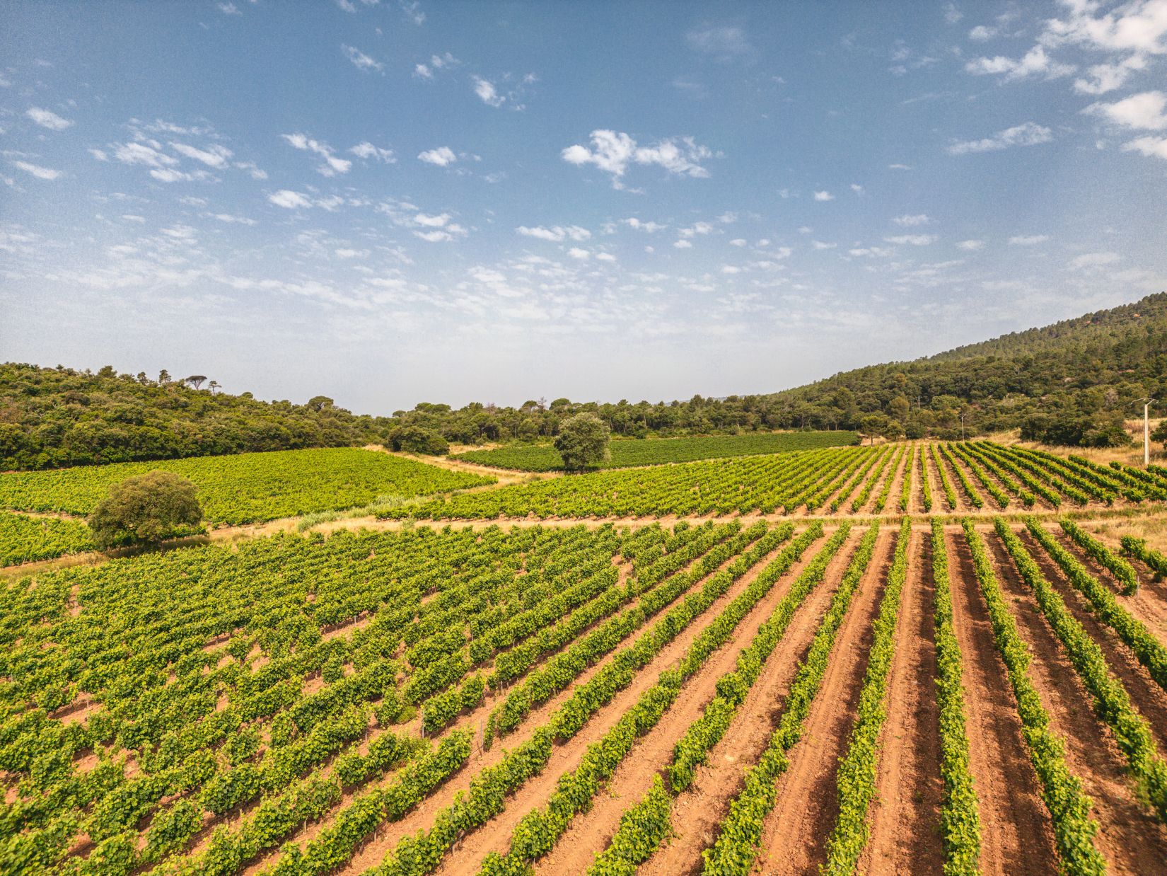 Vignoble en Provence avec rangées de vignes verdoyantes sous un ciel bleu, collines boisées en arrière-plan