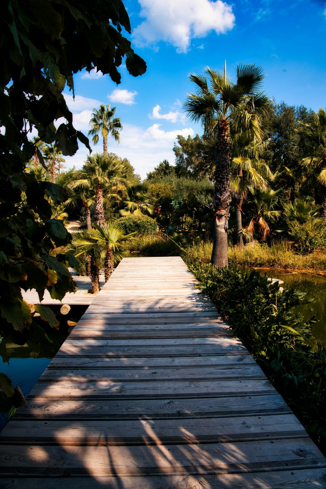 Passerelle en bois au milieu des palmiers et du jardin exotique du Tropicana Flore à Roquebrune-sur-Argens